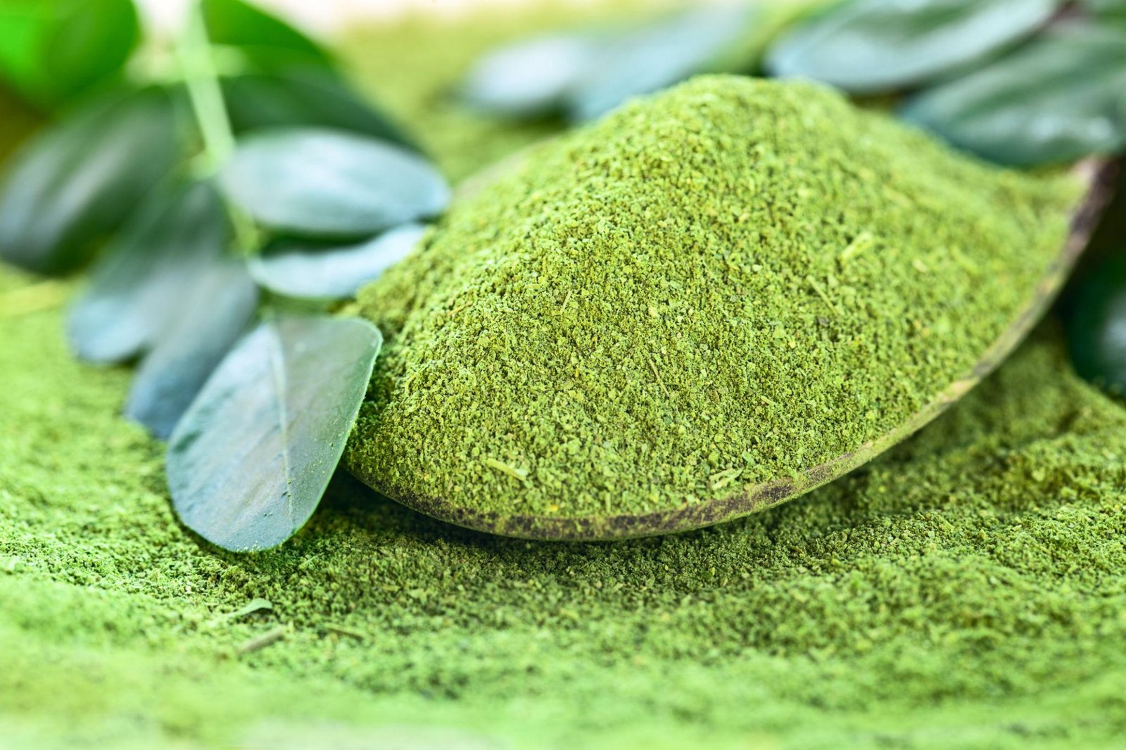 Madhavi Moringa Bulk Supply Operations